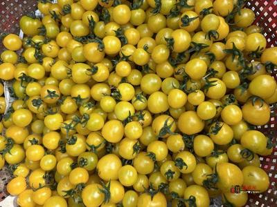 奮進的春天|禮泉縣 打造精品高端果業產區，品牌化種植推動產業轉型升級